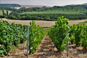 Damilano-Group-profili-per-settore-agroalimentare