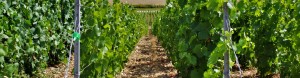 Damilano-Group-profili-per-settore-agroalimentare